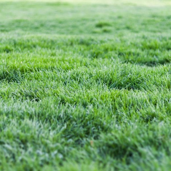 Close-up view of a lush green grass lawn, perfect for nature backgrounds.