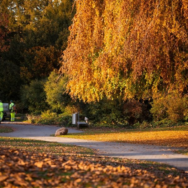 Park setting with vibrant autumn foliage and workers in the distance.